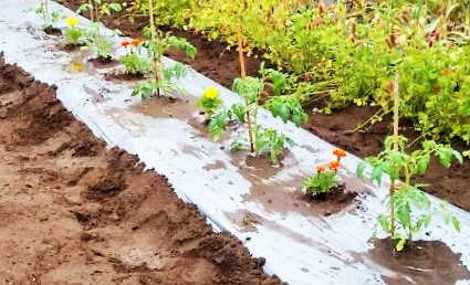 トマトの植え付け 落花生種まき マミーの野菜ダイアリー トマトの植え付け 落花生種まき マミーの野菜ダイアリー