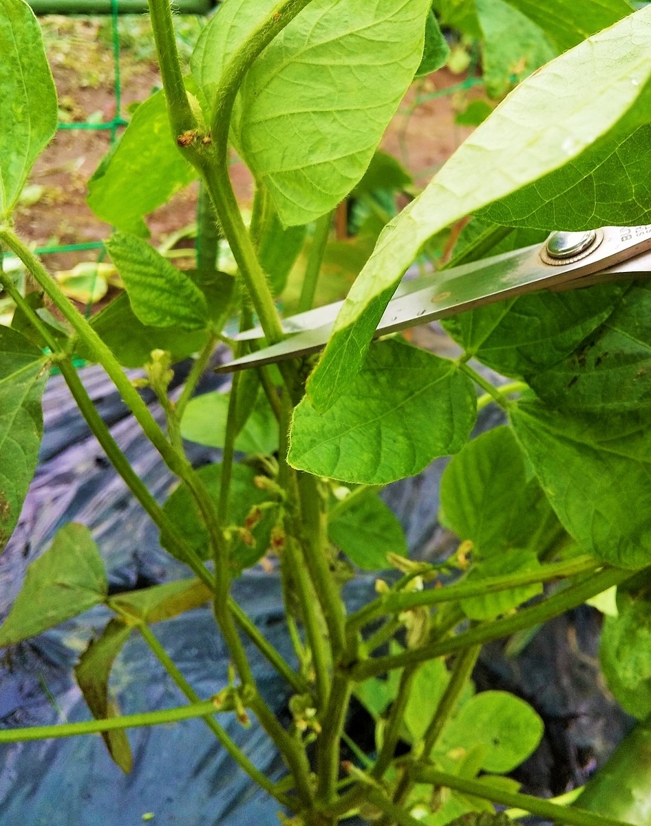枝豆の収穫!枝豆ごはん! - マミーの野菜ダイアリー