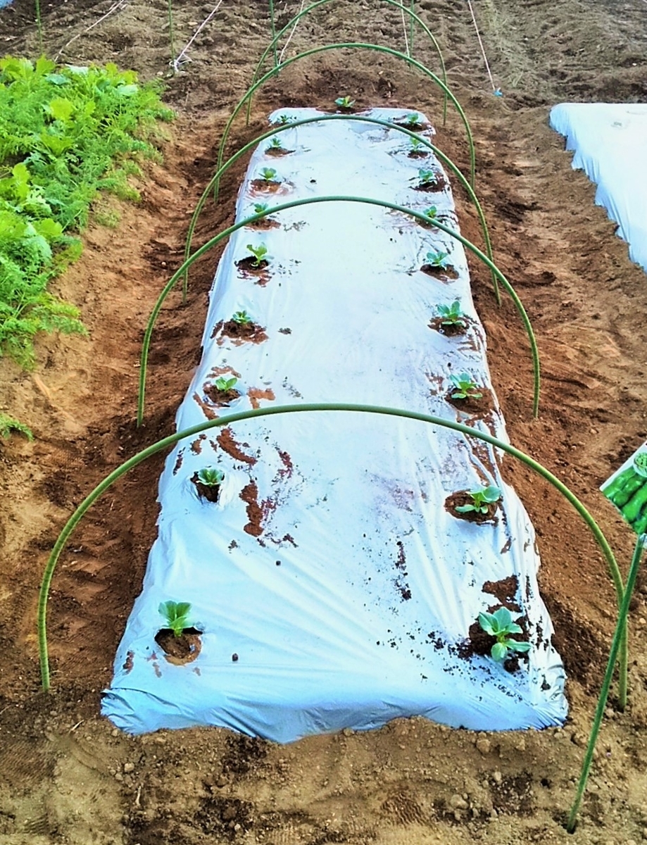 f:id:mamichan-yasai:20201219061120j:plain