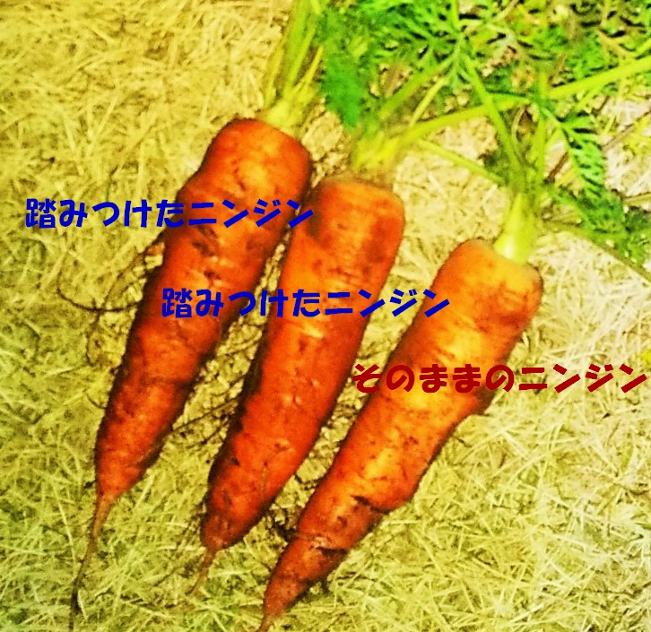 f:id:mamichan-yasai:20210107182053j:plain