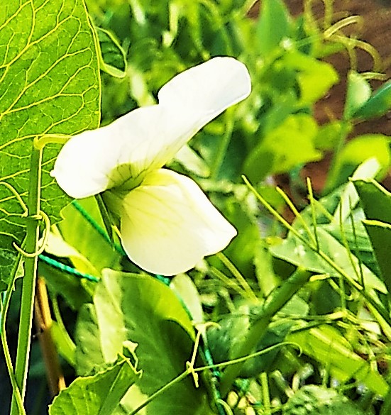 スナップエンドウの開花 追肥 朝日のようにさわやかに まみちゃんちの家庭菜園