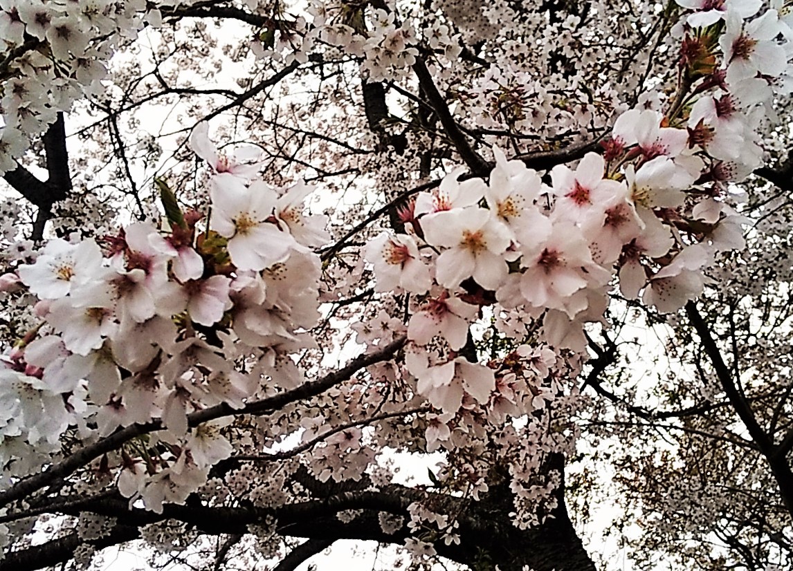f:id:mamichan-yasai:20210330225035j:plain
