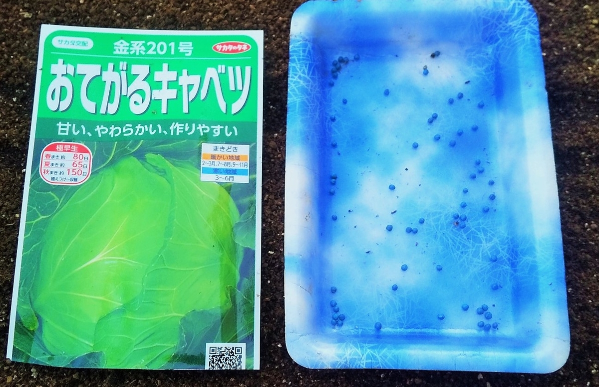 キャベツの種まき 発芽 とどかぬ想い マミーの野菜ダイアリー