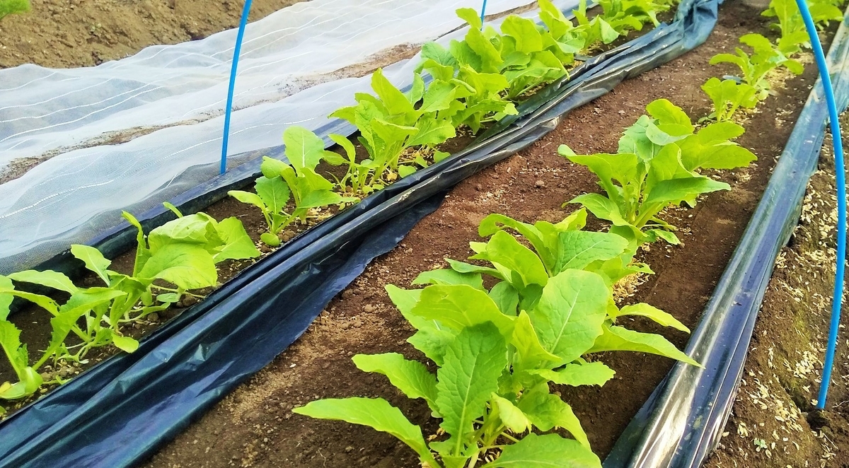 野沢菜の間引きと追肥 間引き菜のお浸し もう森へなんか行かない マミーの野菜ダイアリー