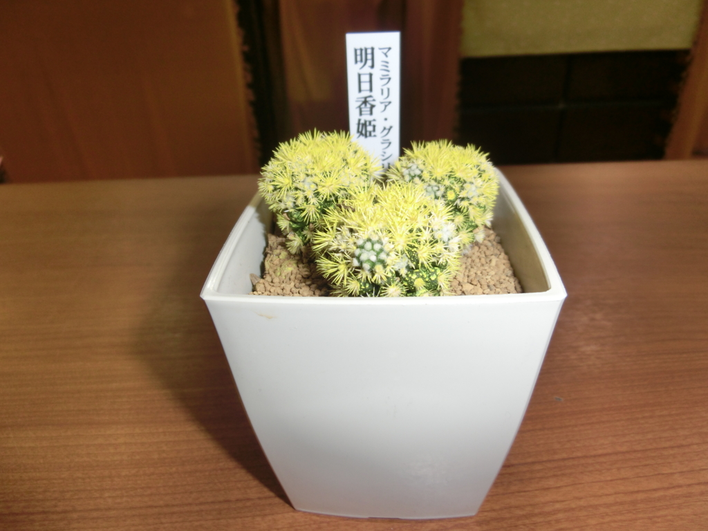 f:id:mamichansan:20160716222148p:plain f:id:mamichansan:20160716222148p:plain