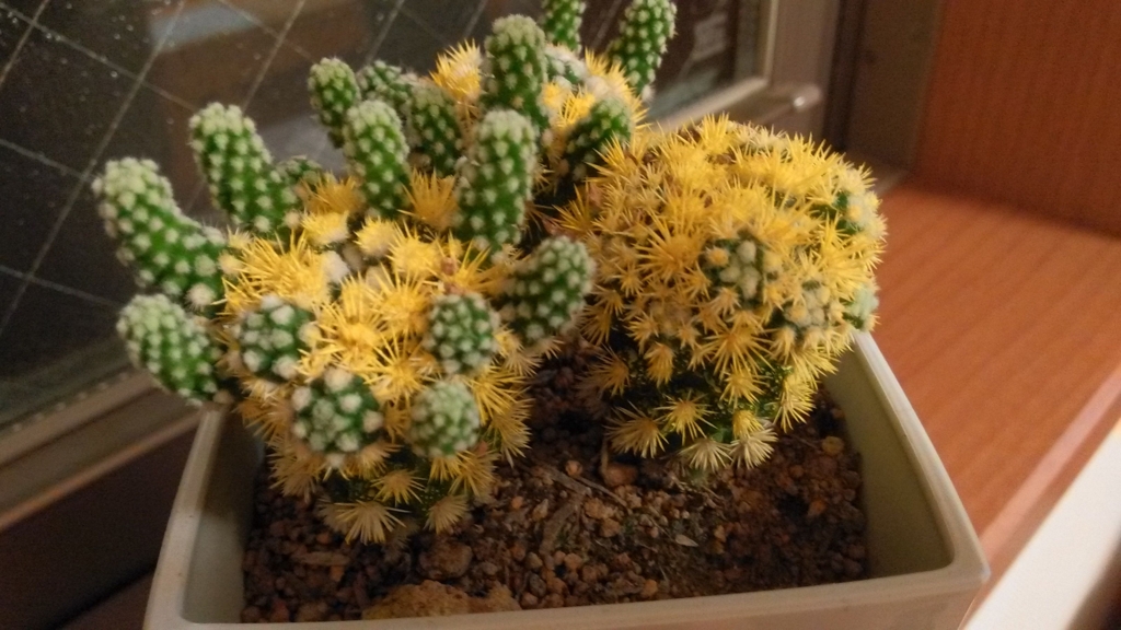 f:id:mamichansan:20161018184729j:plain f:id:mamichansan:20161018184729j:plain