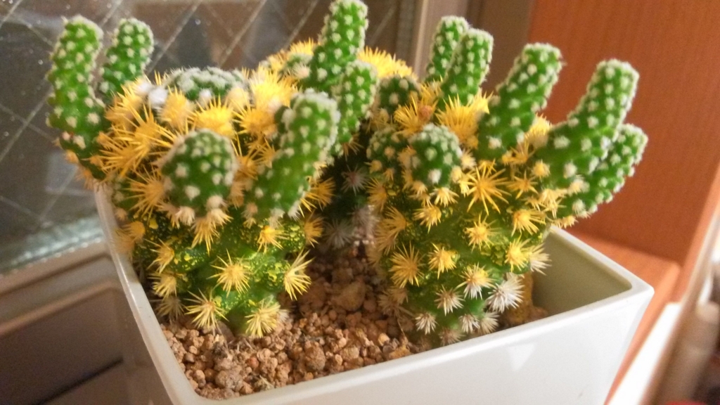 f:id:mamichansan:20161018184745j:plain f:id:mamichansan:20161018184745j:plain