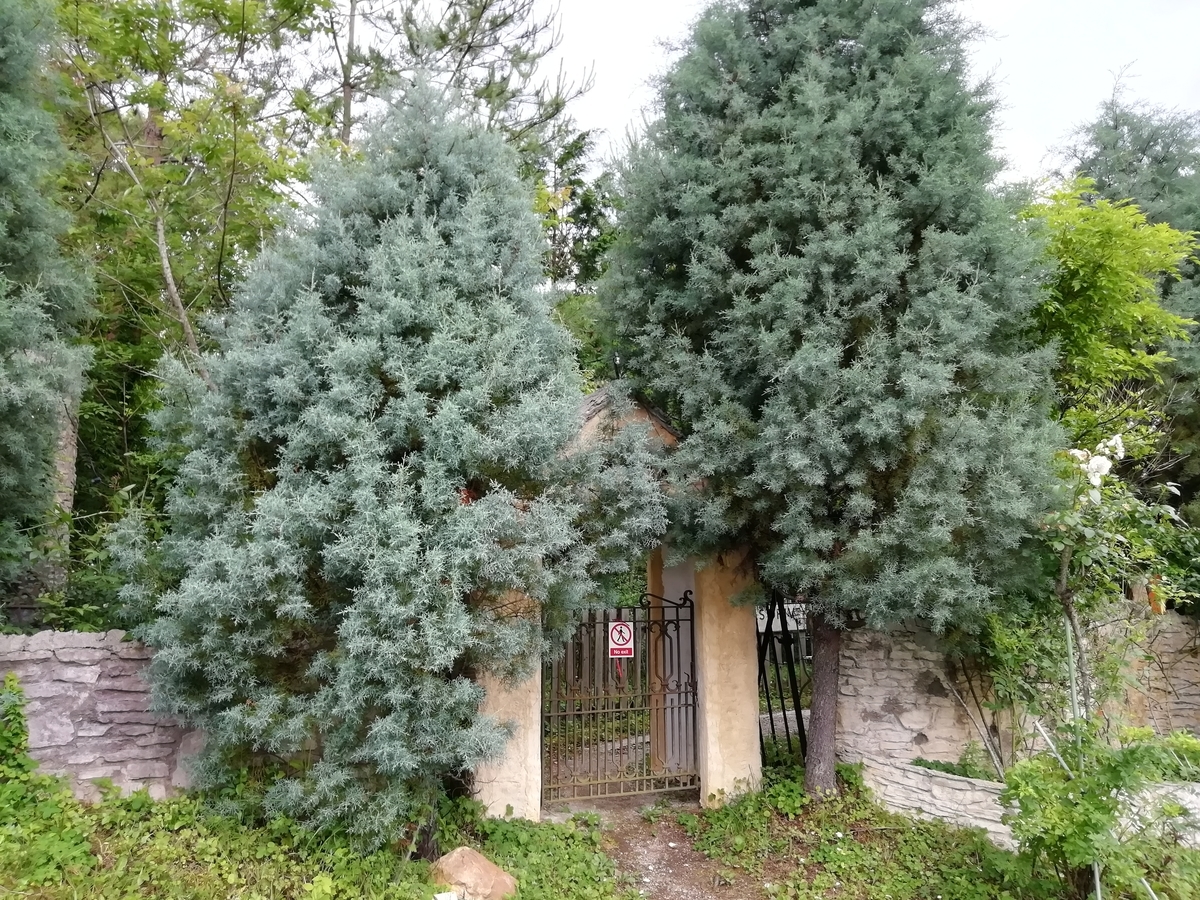f:id:mamichansan:20190616173418j:plain f:id:mamichansan:20190616173418j:plain