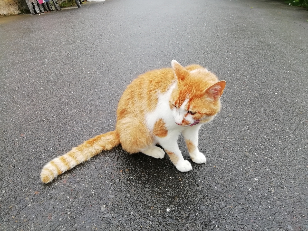 f:id:mamichansan:20190616173508j:plain f:id:mamichansan:20190616173508j:plain