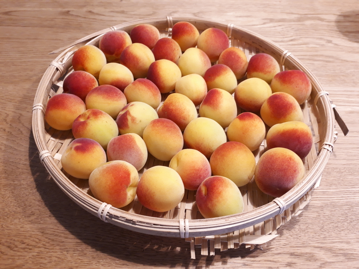 f:id:mamikkko:20190706180550j:plain f:id:mamikkko:20190706180550j:plain