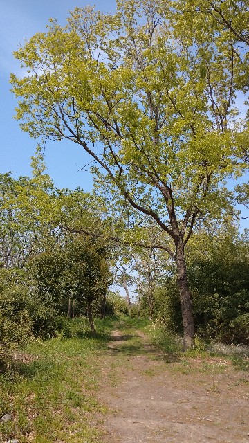 f:id:mamikkko:20200816113233j:image f:id:mamikkko:20200816113233j:image