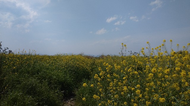 f:id:mamikkko:20200816113321j:image f:id:mamikkko:20200816113321j:image