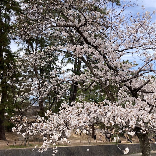f:id:mamikotan:20250401103528j:image