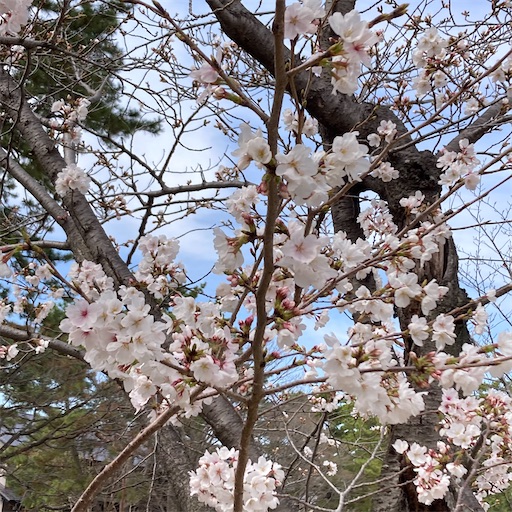 f:id:mamikotan:20250401103540j:image