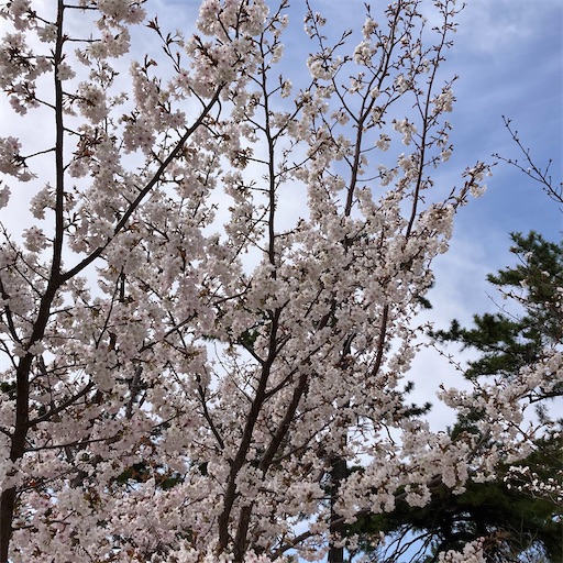 f:id:mamikotan:20250401103635j:image