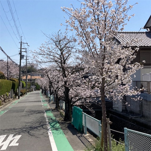 f:id:mamikotan:20250406211109j:image