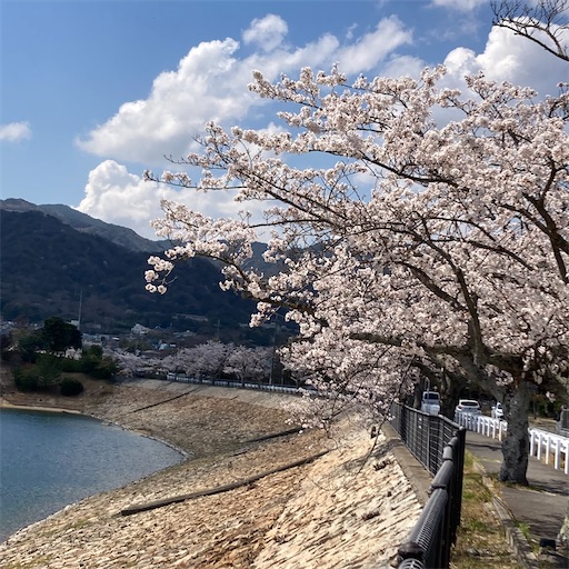 f:id:mamikotan:20250406211203j:image