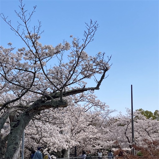 f:id:mamikotan:20250406211229j:image