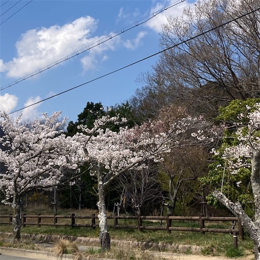 f:id:mamikotan:20250406211301j:image