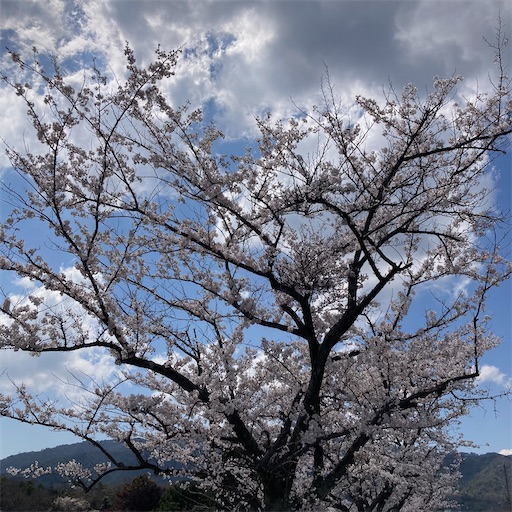 f:id:mamikotan:20250406211350j:image