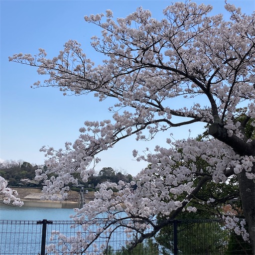f:id:mamikotan:20250406211420j:image