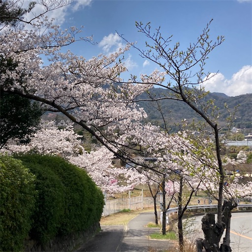 f:id:mamikotan:20250406211437j:image