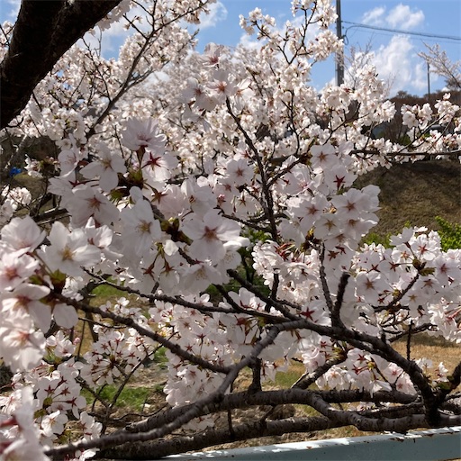 f:id:mamikotan:20250406211556j:image