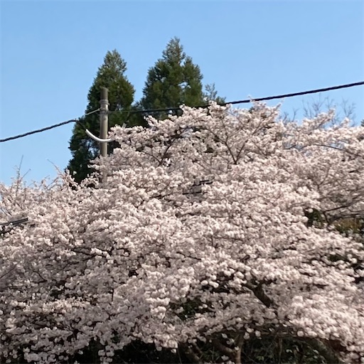 f:id:mamikotan:20250406211622j:image
