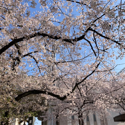 f:id:mamikotan:20250406212120j:image