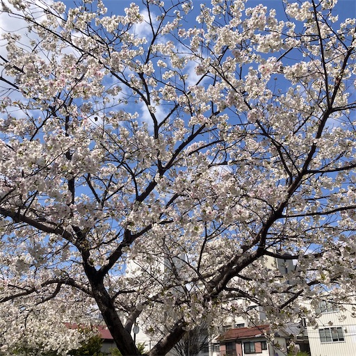 f:id:mamikotan:20250408093521j:image