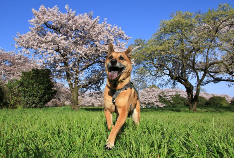 f:id:mamimami_LA:20160408071540j:plain