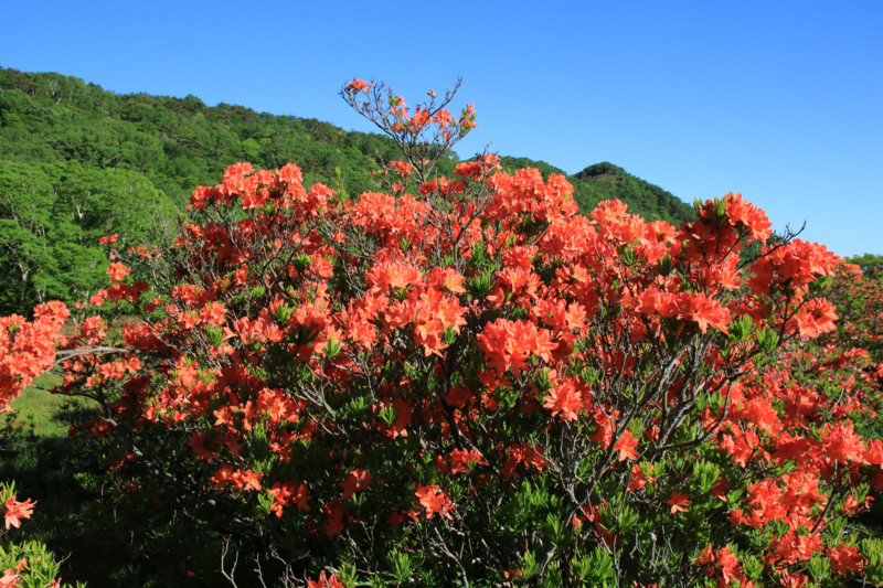 f:id:mamimami_LA:20160610070809j:plain