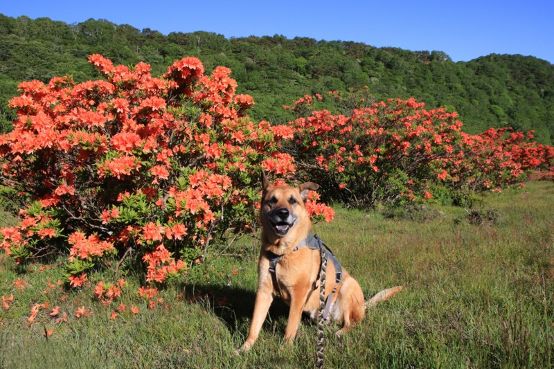 f:id:mamimami_LA:20160610071215j:plain