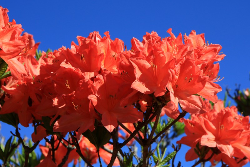 f:id:mamimami_LA:20160610071330j:plain