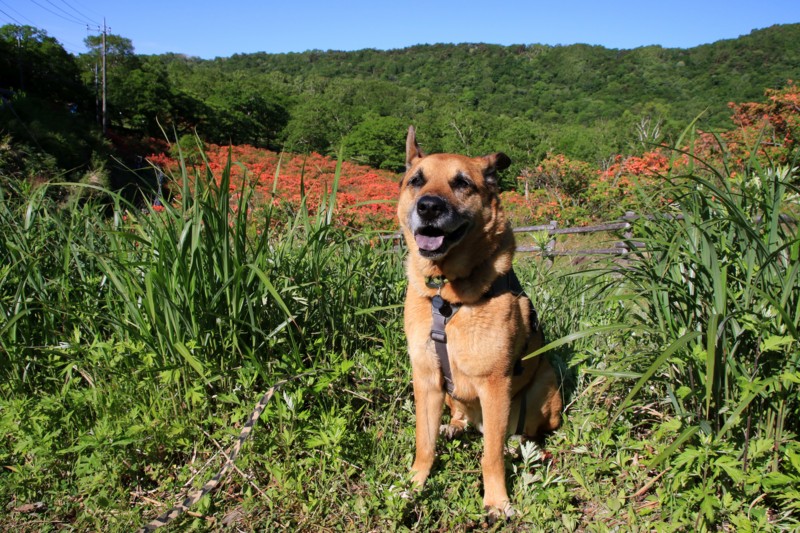 f:id:mamimami_LA:20160610073616j:plain