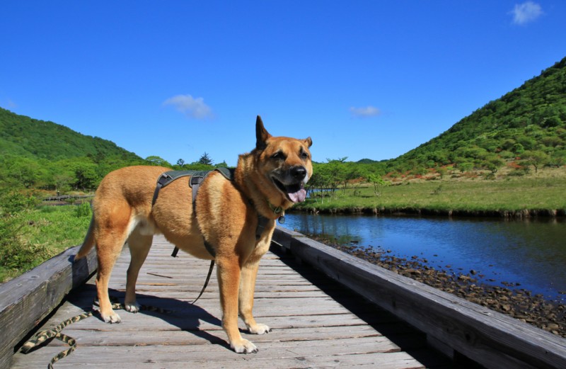 f:id:mamimami_LA:20160610080045j:plain