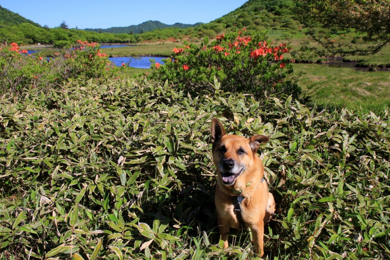 f:id:mamimami_LA:20160610080250j:plain