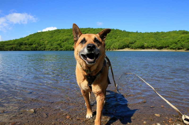 f:id:mamimami_LA:20160610084115j:plain