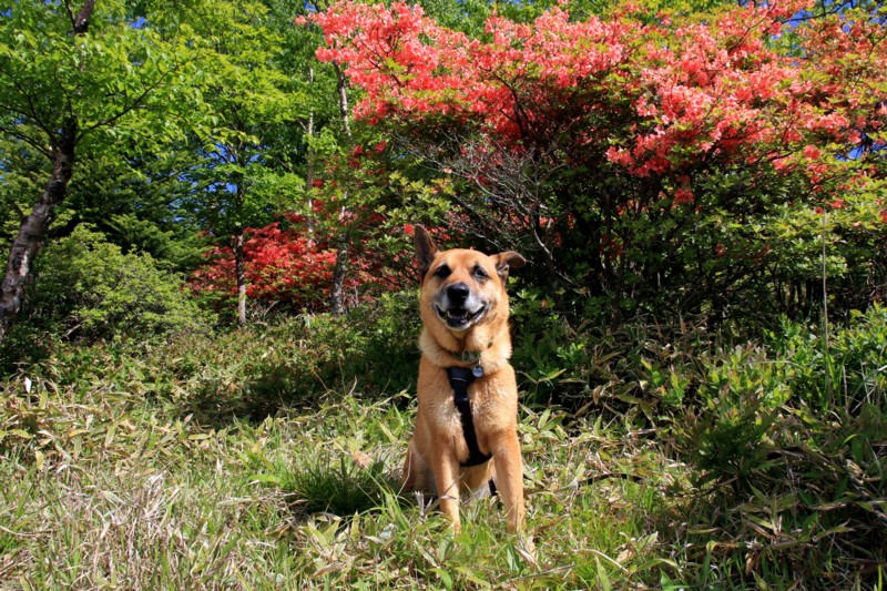 f:id:mamimami_LA:20160610090305j:plain