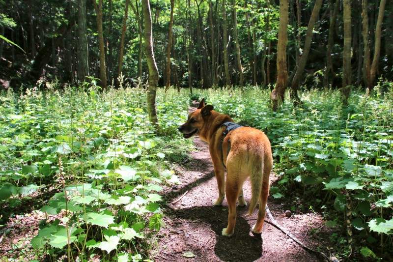 f:id:mamimami_LA:20160711102300j:plain