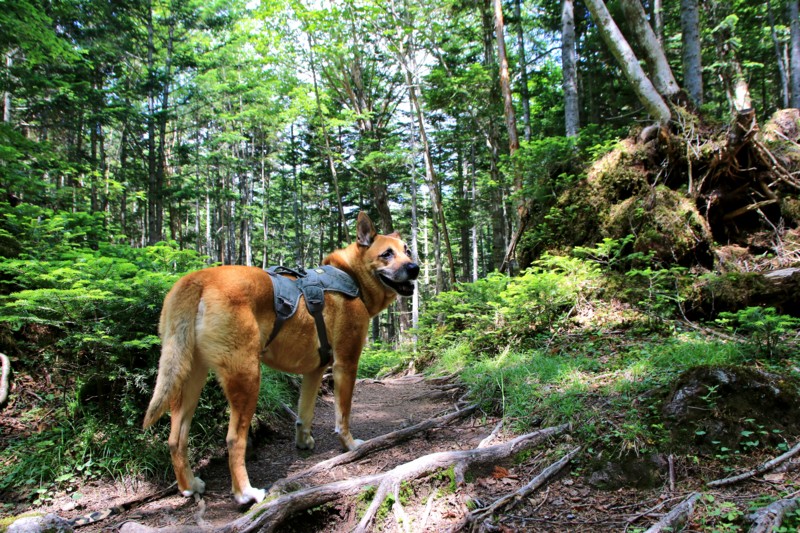 f:id:mamimami_LA:20160711102627j:plain