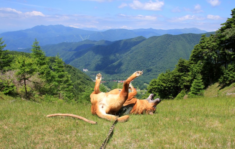 f:id:mamimami_LA:20160711103804j:plain