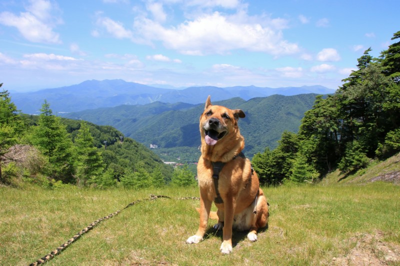 f:id:mamimami_LA:20160711104530j:plain