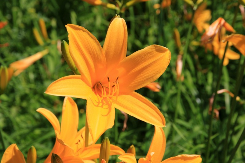 f:id:mamimami_LA:20160711141641j:plain