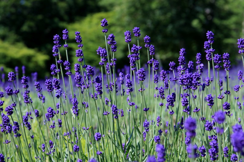 f:id:mamimami_LA:20160711145306j:plain