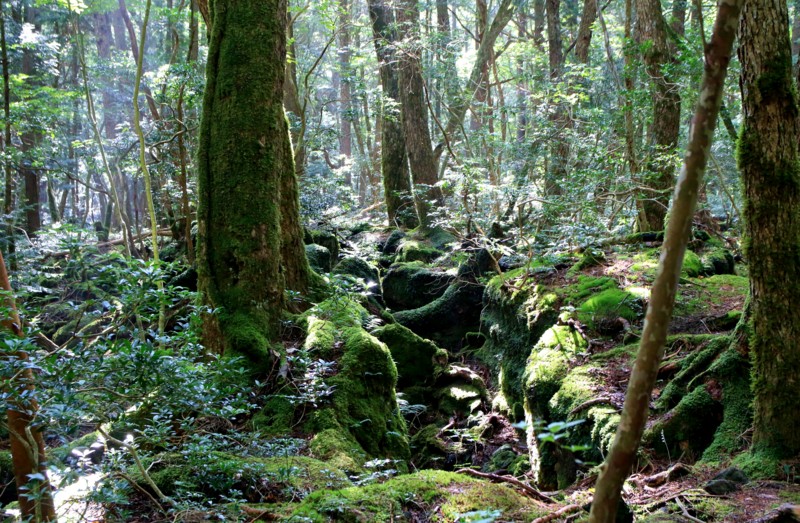 f:id:mamimami_LA:20160819081151j:plain