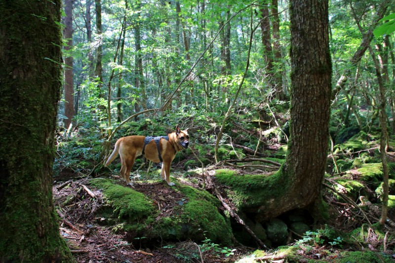 f:id:mamimami_LA:20160819081435j:plain