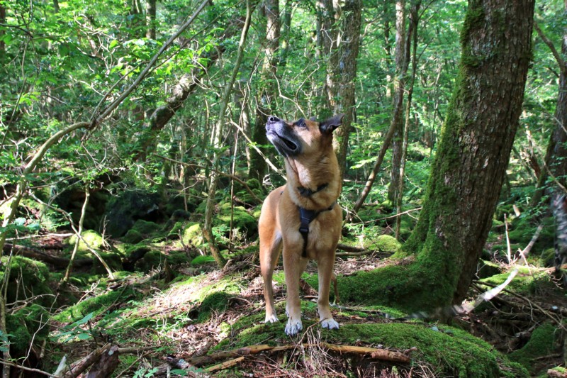 f:id:mamimami_LA:20160819081545j:plain