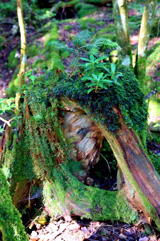 f:id:mamimami_LA:20160819082308j:plain