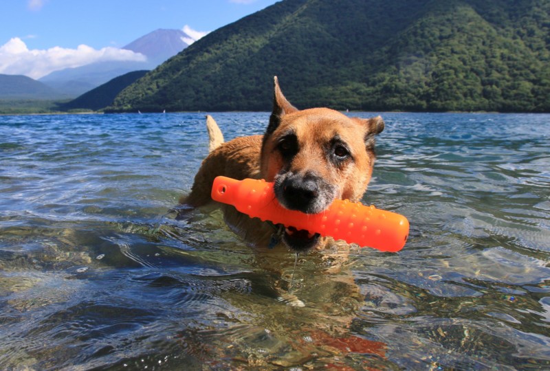 f:id:mamimami_LA:20160819141642j:plain